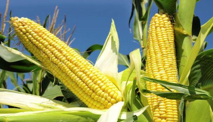 Amid GMOs Controversy, Experts Declare Tela Maize Safe For Consumption
