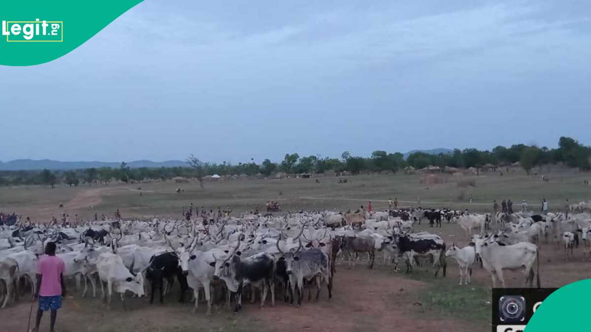 An Gwabza Fada tsakanin Sojoji da Barayi a Filato, an Kwato Shanu Sama da 1,000