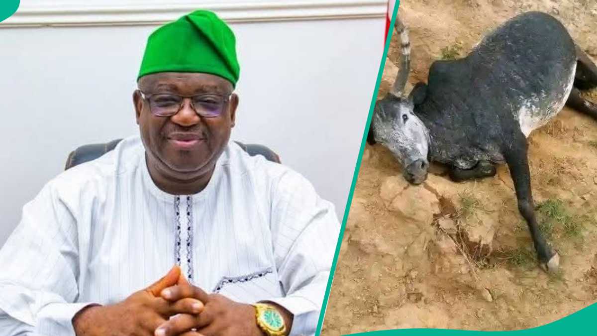 An Kashe Shanu Sama da 100 a Sabon Harin Filato, Fulani Sun Fadi wanda Suke Zargi