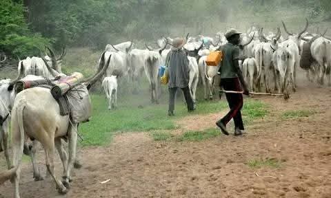 Army raises alarm over mass cattle influx into Plateau farming communities