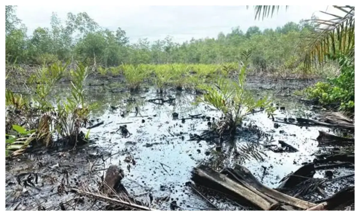 B-Dere oil spill: Environmental activists demand swift intervention