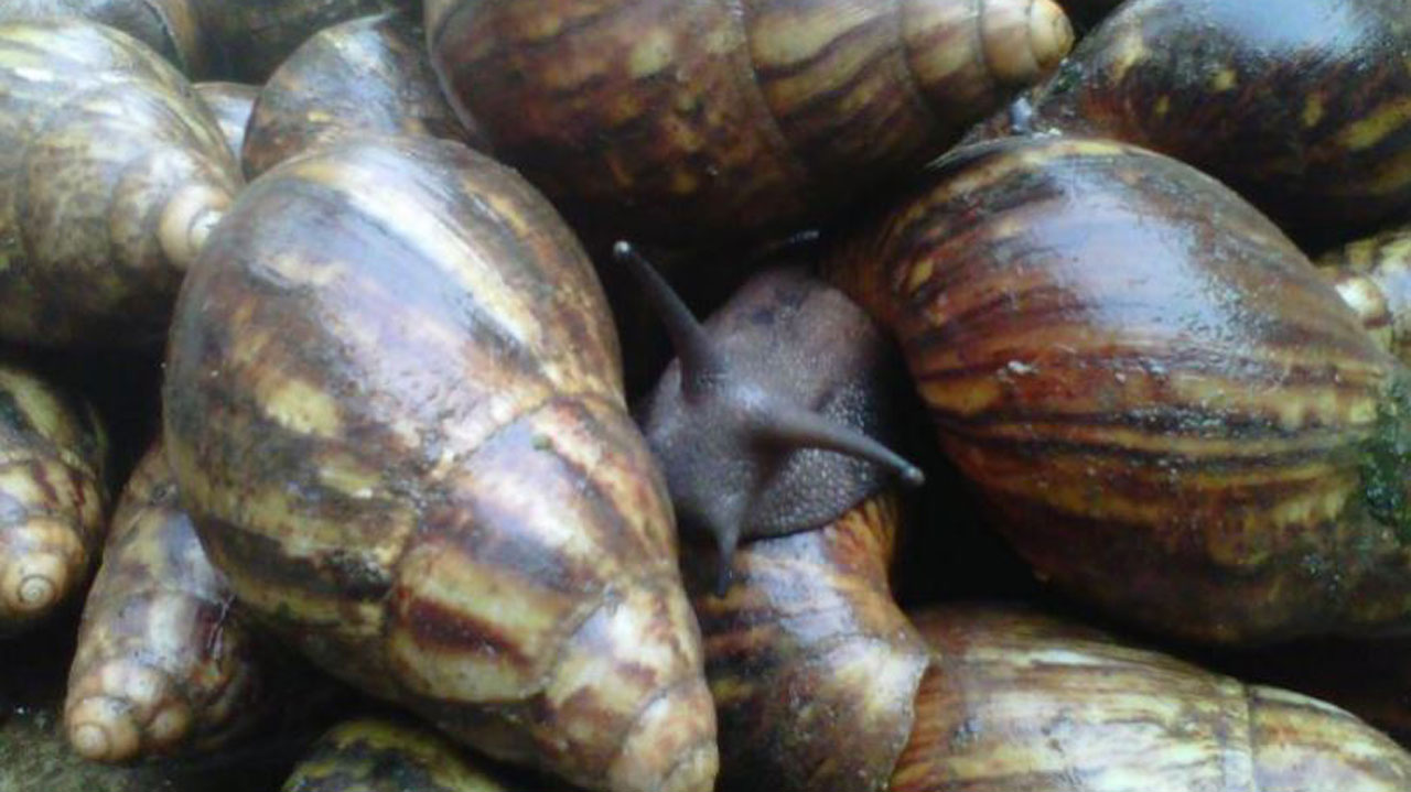 Exploring Snail Farming For High Investment Returns