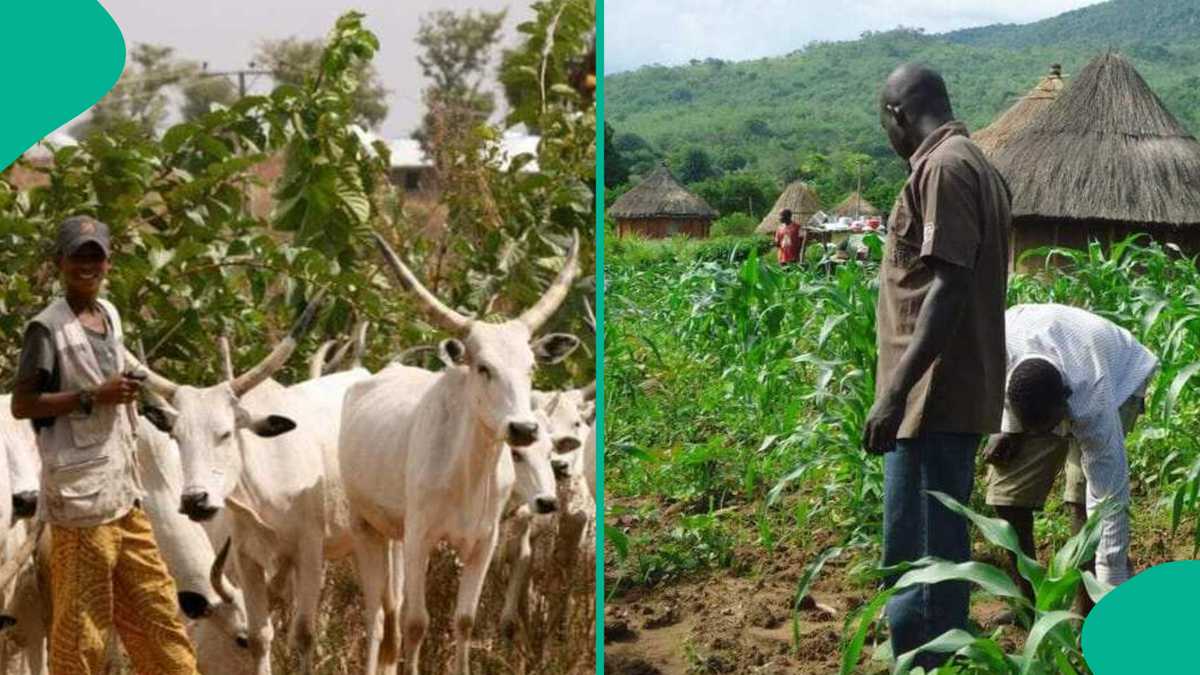 Fada Ya Barke Tsakanin Fulani Makiyaya da Manoma a Jihar Yobe, An Samu Asarar Rai