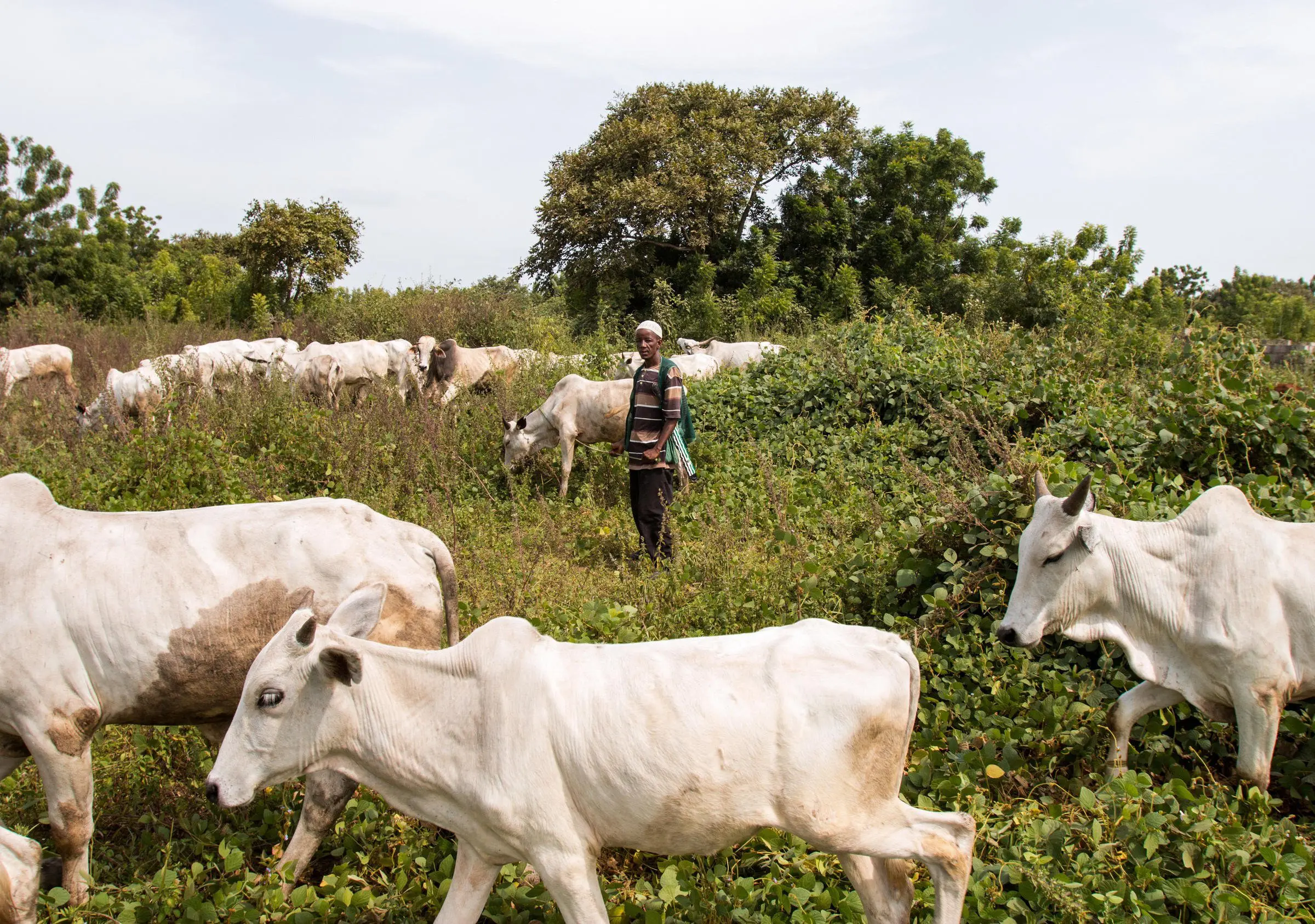 Herder survives ISWAP attack in Borno                                                                                                            