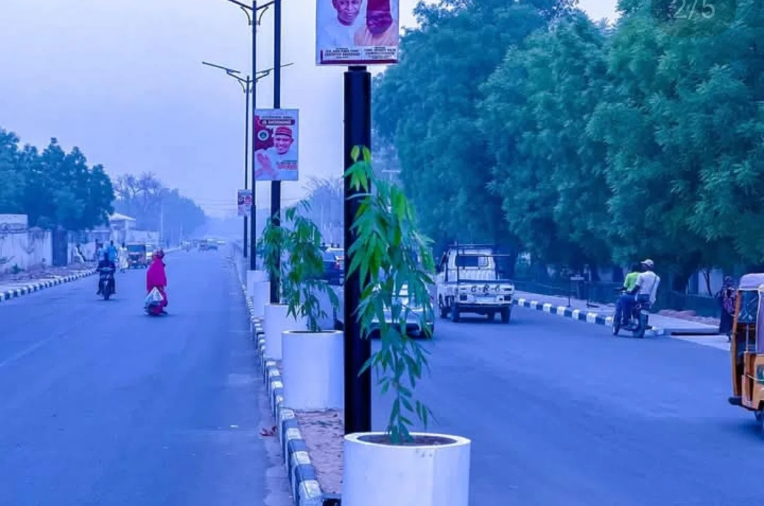 Kotu Ta Yanke Wa Mutum 5 Hukuncin Ɗaurin Wata 1 Saboda Awakinsu Sun Cinye Bishiyar Gwamnati A Kano