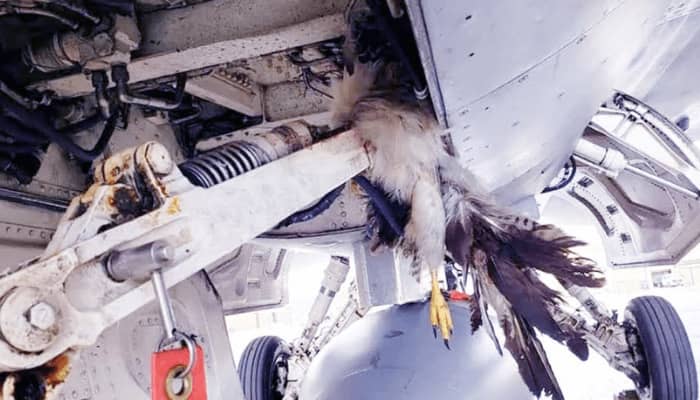 Lagos Airport Ranks Highest In Bird Strike Incidents – NCAA
