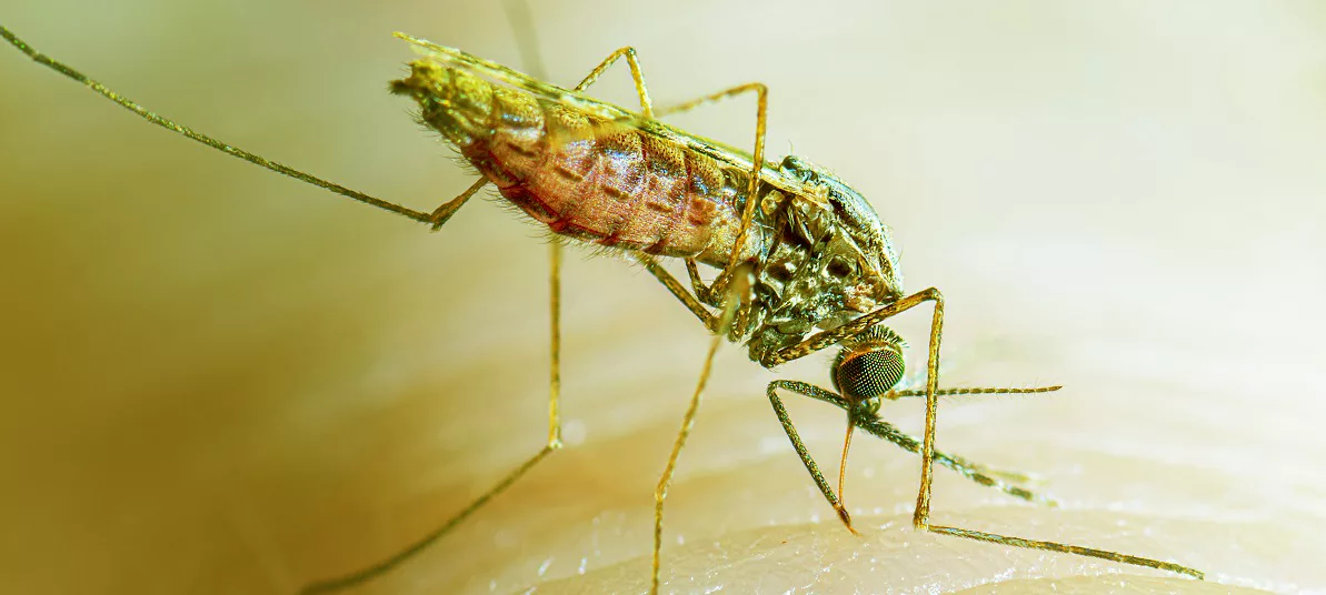 Malaria Eradication Agency Bill Scales Second Reading In Senate