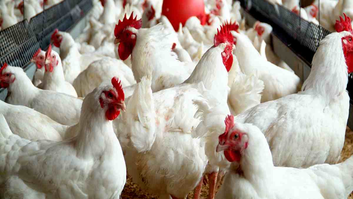 Many Nigerians can no longer afford eggs — Poultry farmers lament