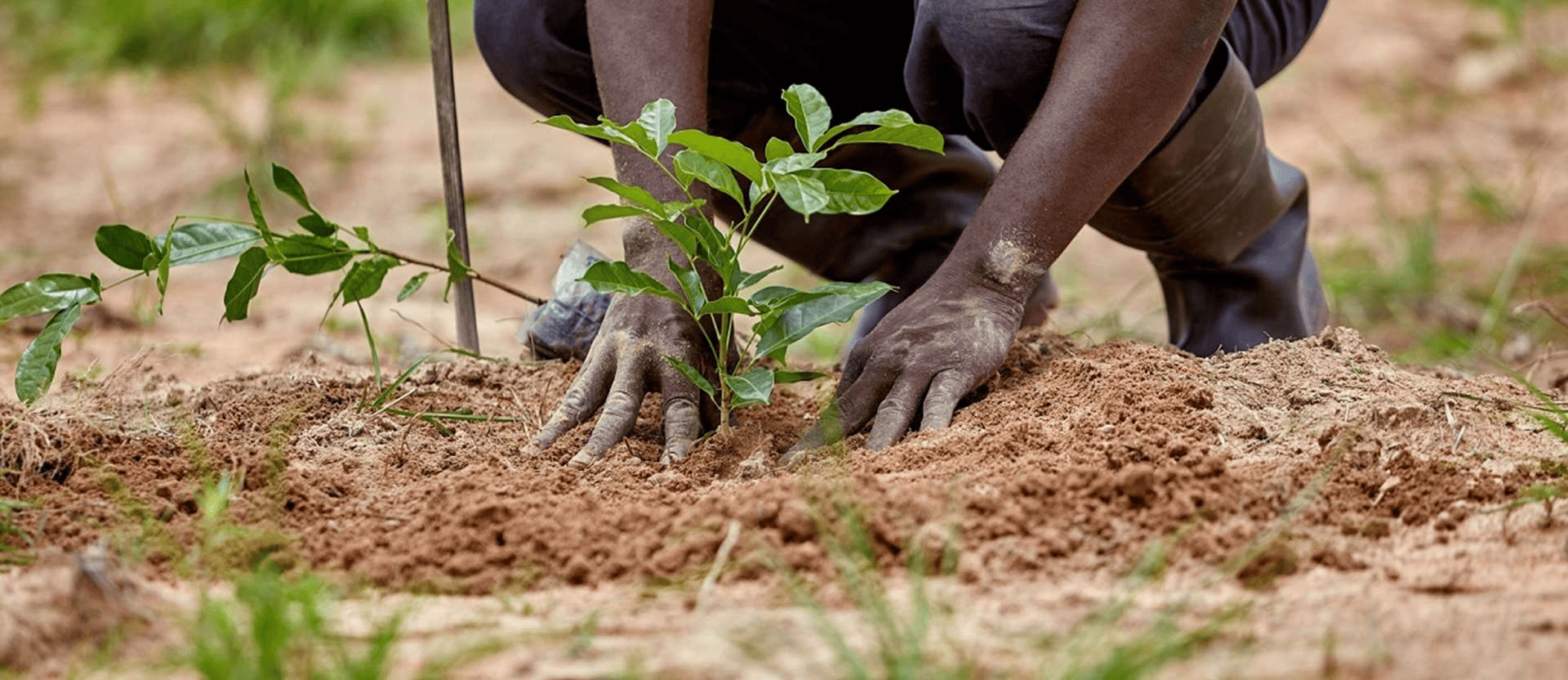 Mark Your Birthdays With Tree Planting, NCF DG Tells Nigerians