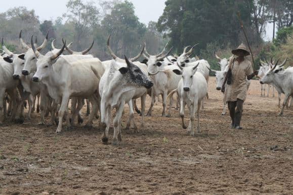Miyetti Allah Calls For An End To Open Grazing