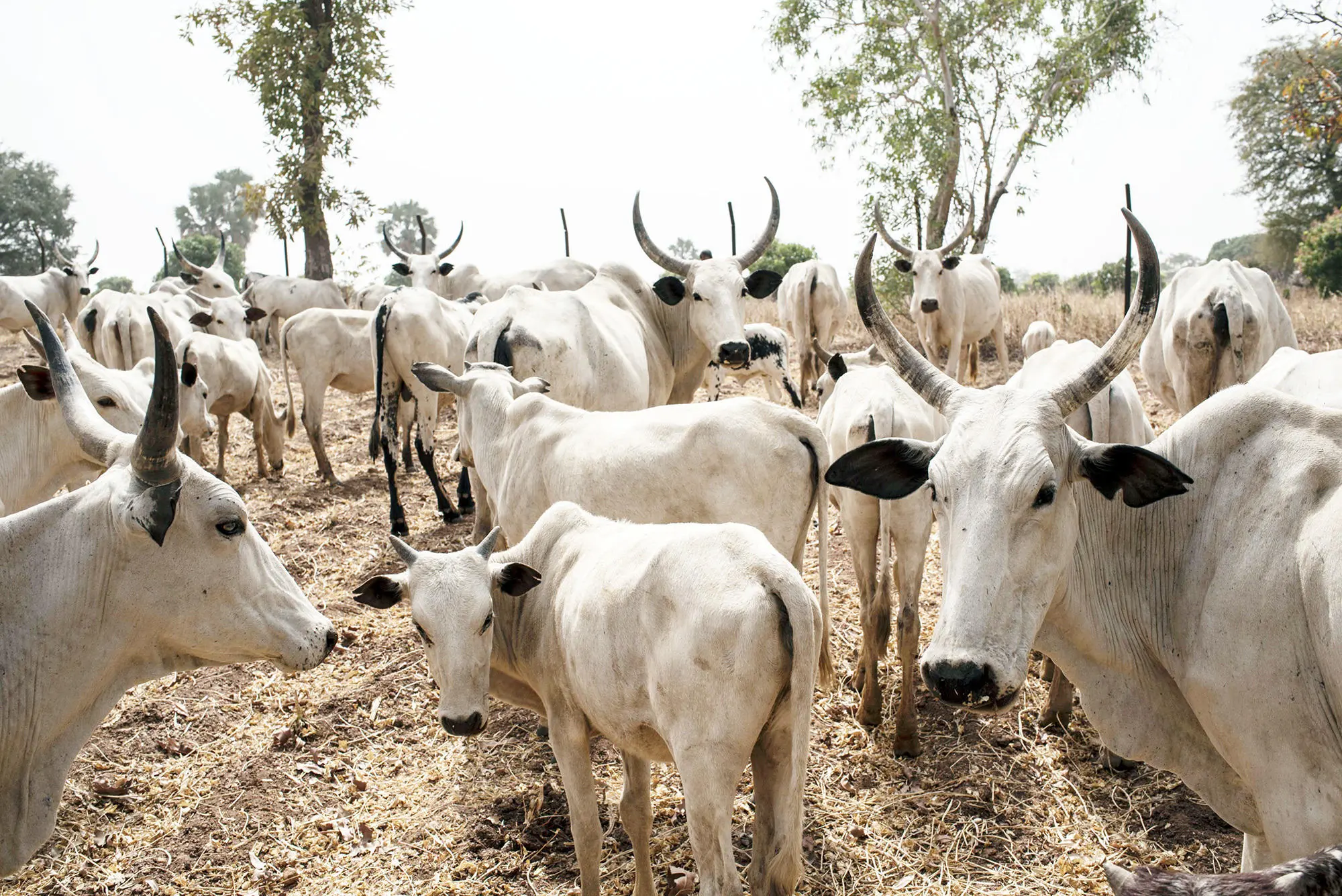NSCDC arrests nine for cattle rustling, vandalism in Jigawa