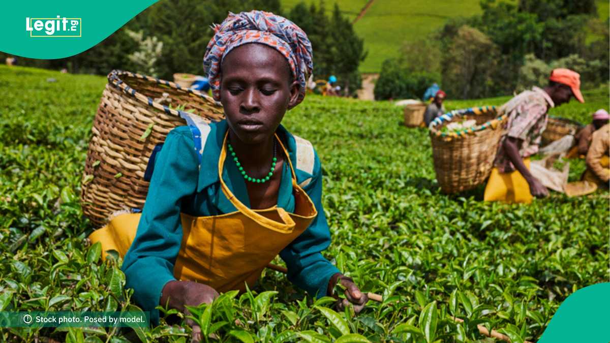Nigeria's Agritech Startups Win $40,000 in AYuTe Africa Challenge