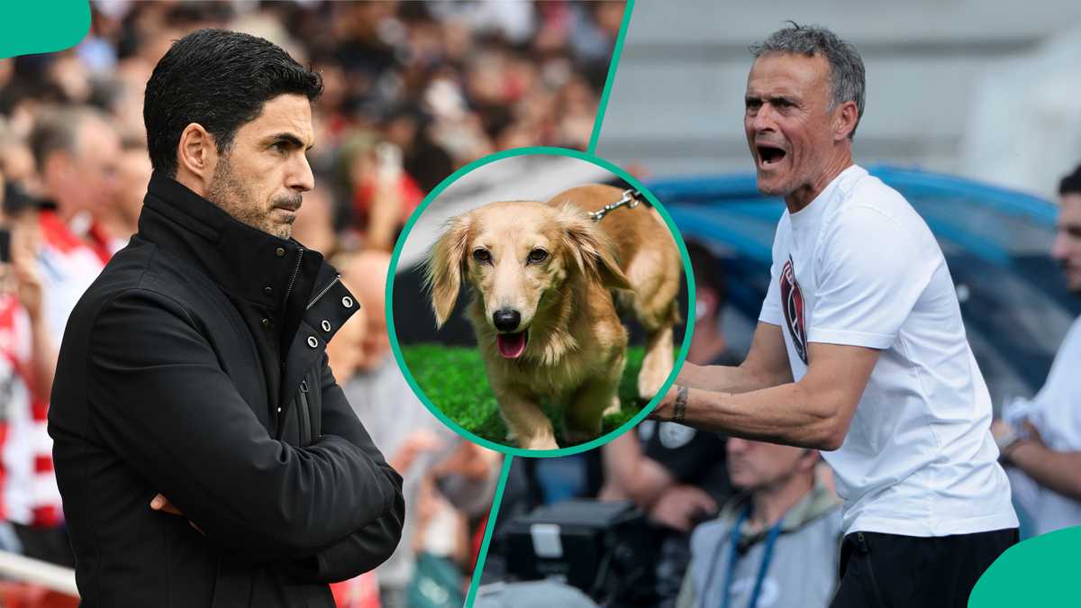 PSG vs Arsenal: Strange Dog Predicts Champions League Semi-final Full-Time Result, Video