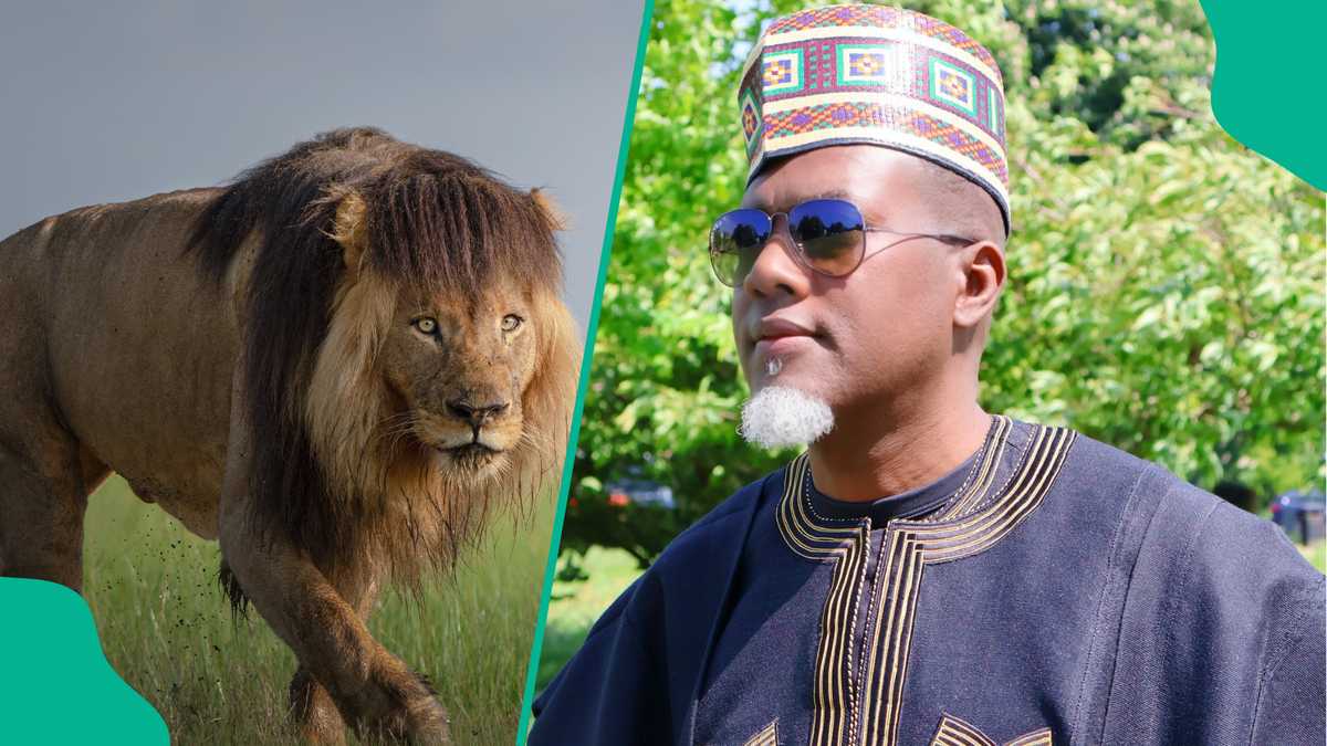 Reno Omokri Experiences Close Shave With Lion, Video Elicits Several Reactions