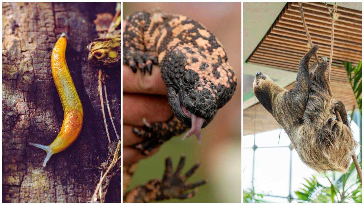 Slowest animal in the world: 10 of the most unhurried creatures