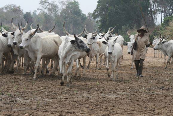 Sojoji Sun Kashe Ƴan Bindiga 2, Sun Kwato Shanu 1,000 A Taraba