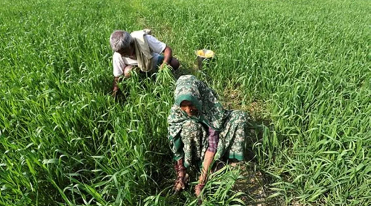 WOFAN Distributes Farm Inputs To 3,000 Farmers