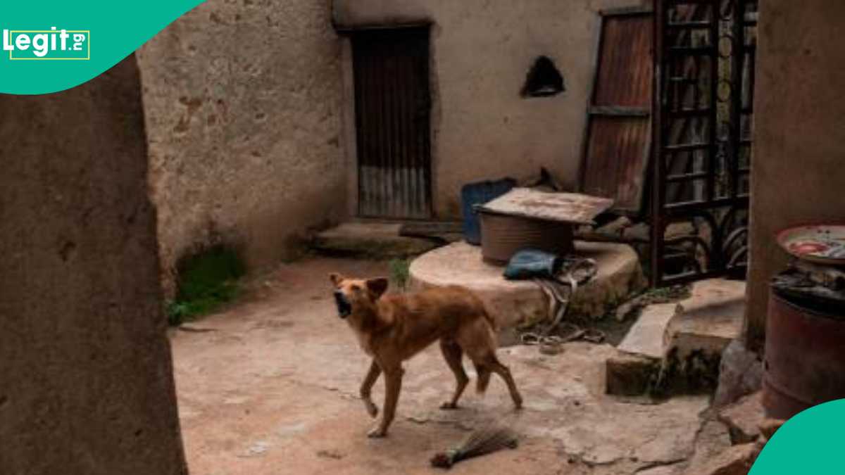 Yadda 'Yan Bindiga Suke ba Karnuka Jarirai Suna Cinyewa a Dajin Zamfara